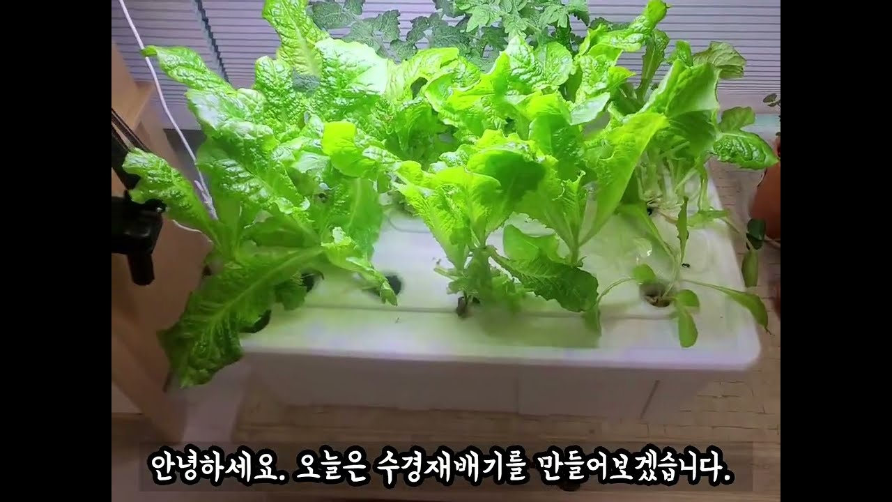 만오천원으로 수경재배기 만들기(feat. 다이소)
