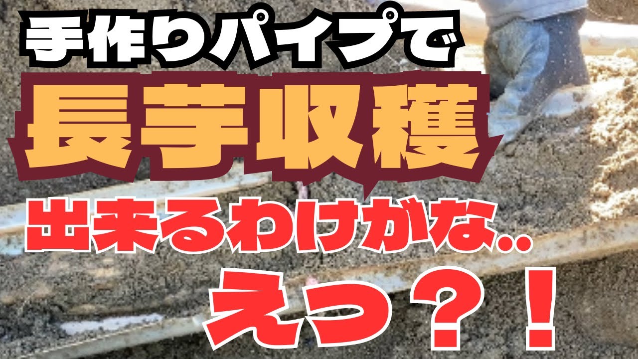 【長芋】収穫！？手作りの波板パイプなんかで収穫出来るかのかな？