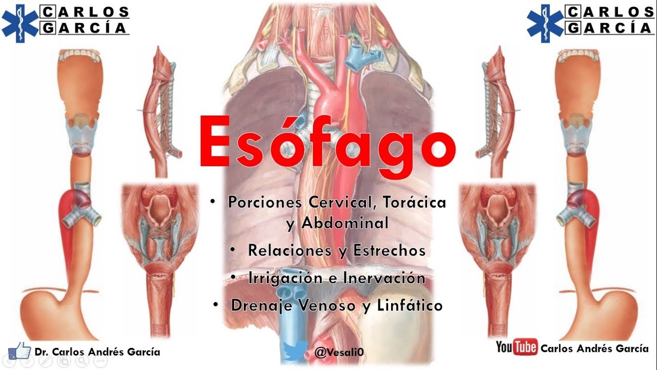 Anatomía - Esófago Part.  I (Porción Cervical, Torácica y Lumbar)