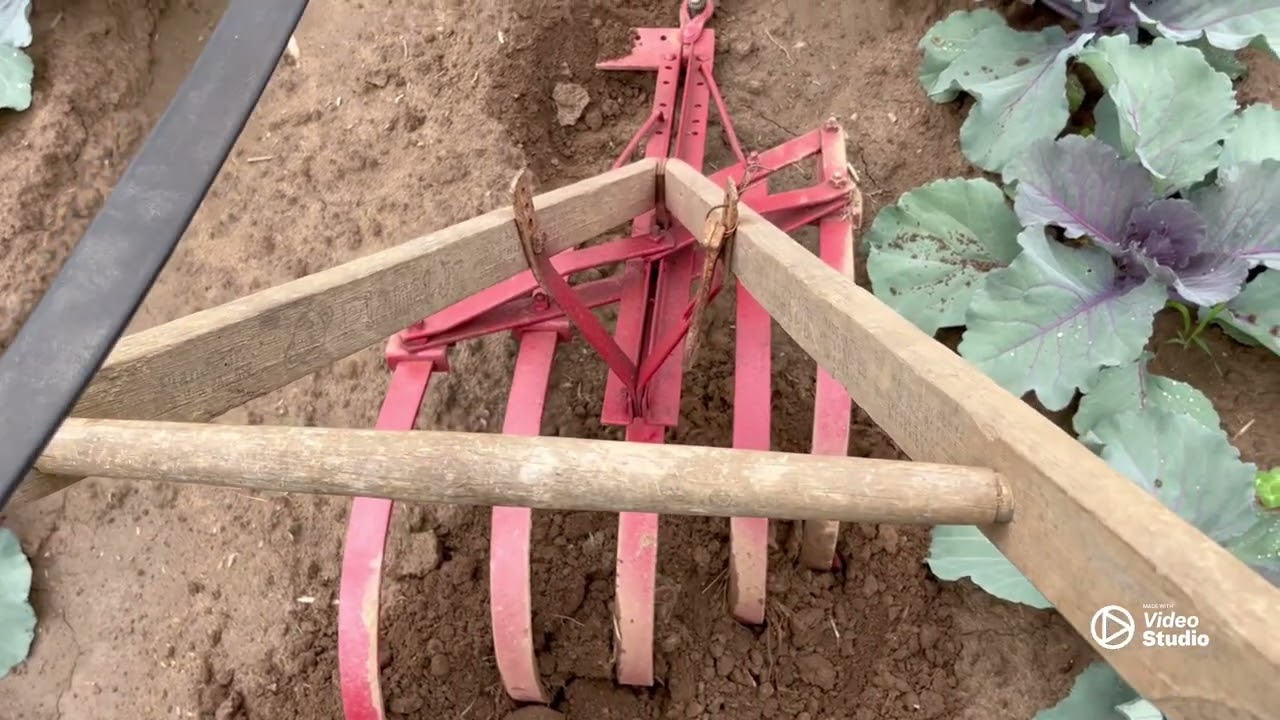 Cultivating with horses. Farming with horses