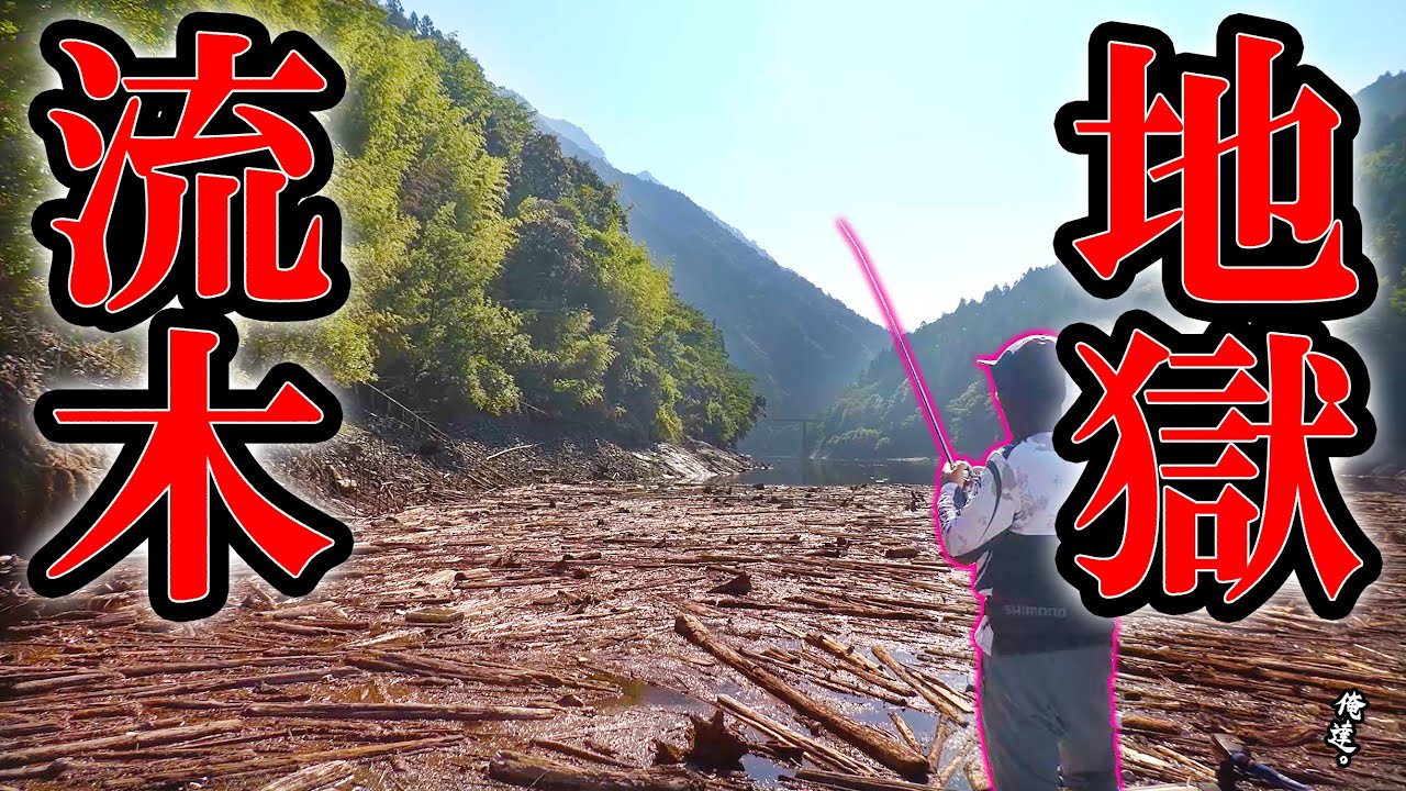 流木の下に魚が集まるパラダイスが！