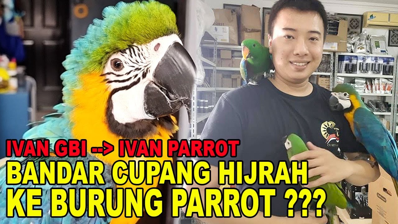 BANDAR CUP4NG HIJRAH KE BURUNG PARROT ?