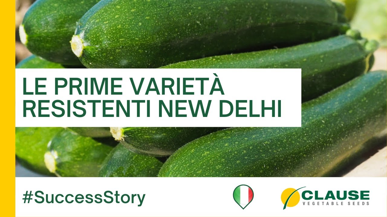 Zucchini NO-ND - Un'innovazione  per le colture di serra autunnale -#SuccessStory | HM.CLAUSE