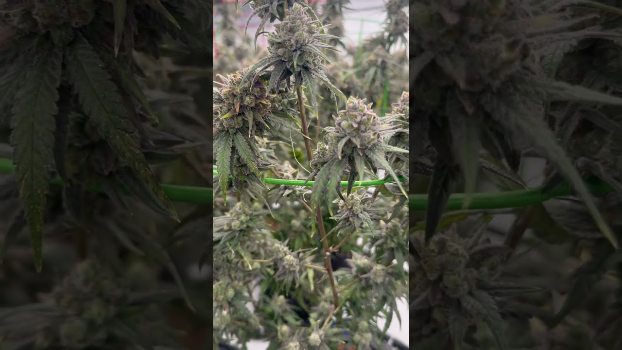 Lilac Diesel #420