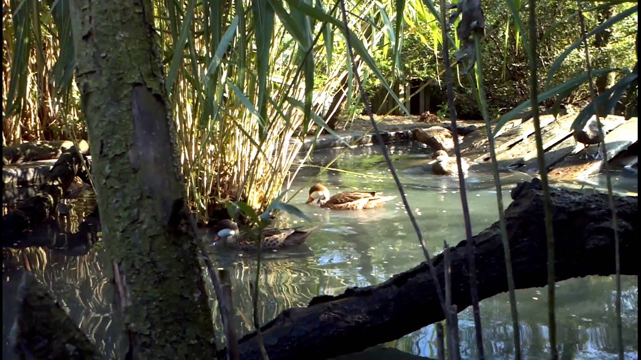 Bahama pintails (Anas bahamensis) or White-cheeked pintails (1)