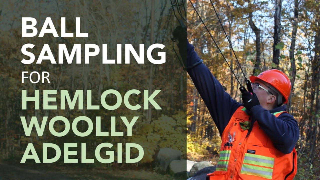 HOW TO: Ball Sampling for Hemlock Woolly Adelgid