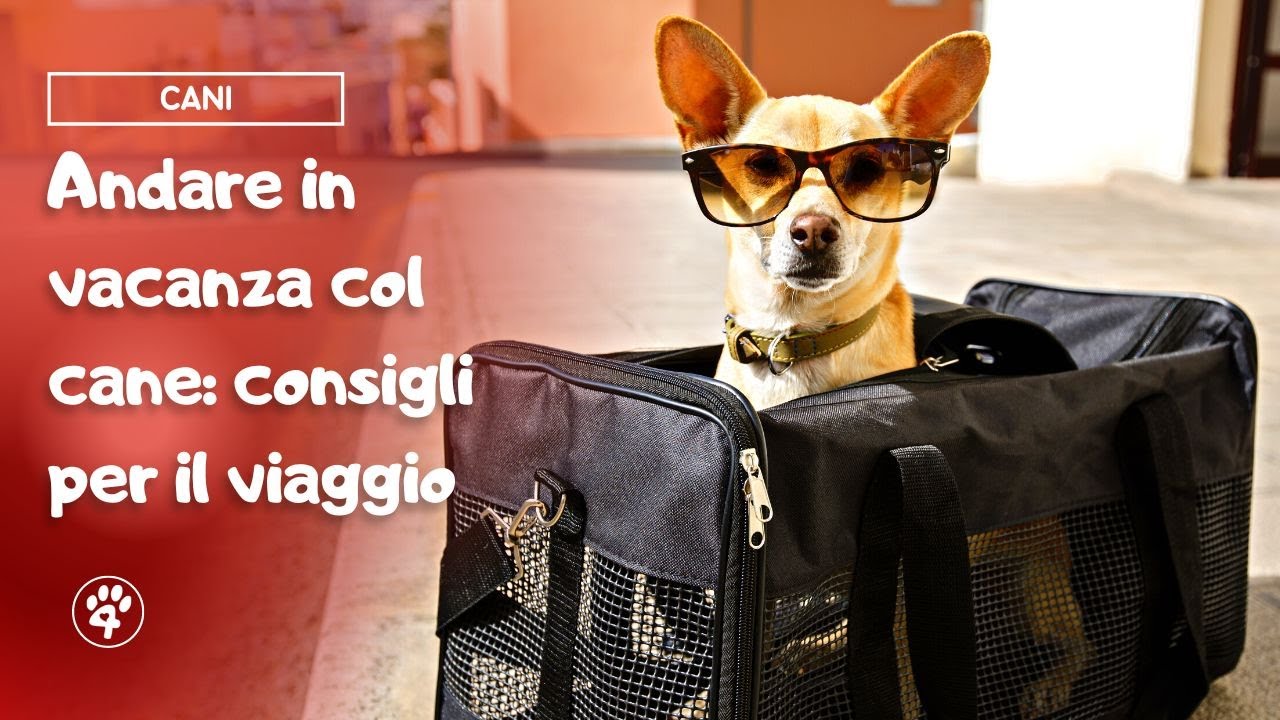 Andare in vacanza col cane: consigli per il viaggio 🛫 | Amoreaquattrozampe.it