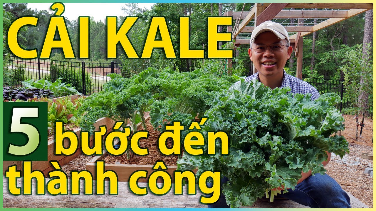 Cách trồng cải KALE từ cây con tới thu hoạch: 5 bước giúp lá tốt, giảm sâu rầy.