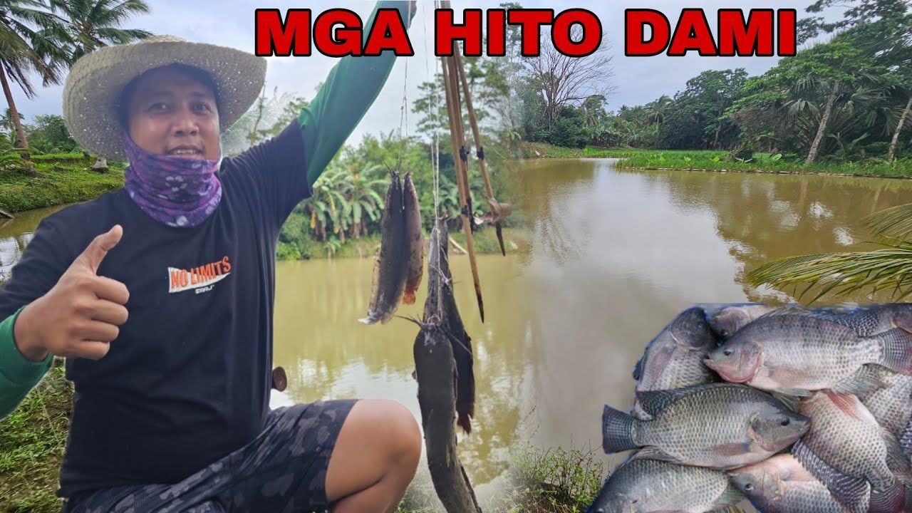 Mga hito at dalag nabingwit namin sa Mini Lake catch & cook Mga tilapia malalaki na