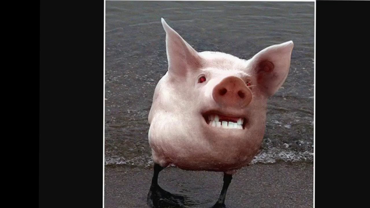 Try not to laugh pictures
