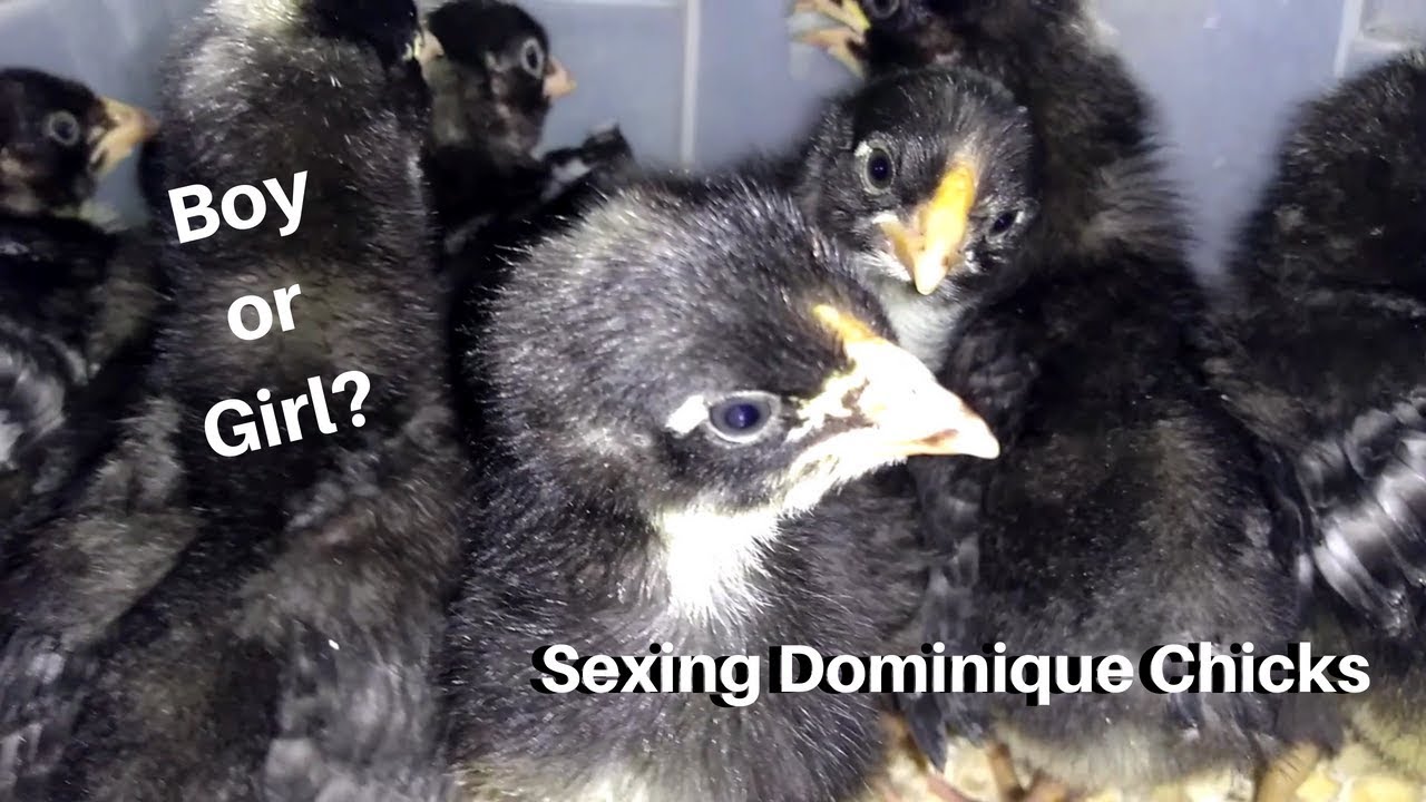 How to tell Dominique chick cockerels from pullets