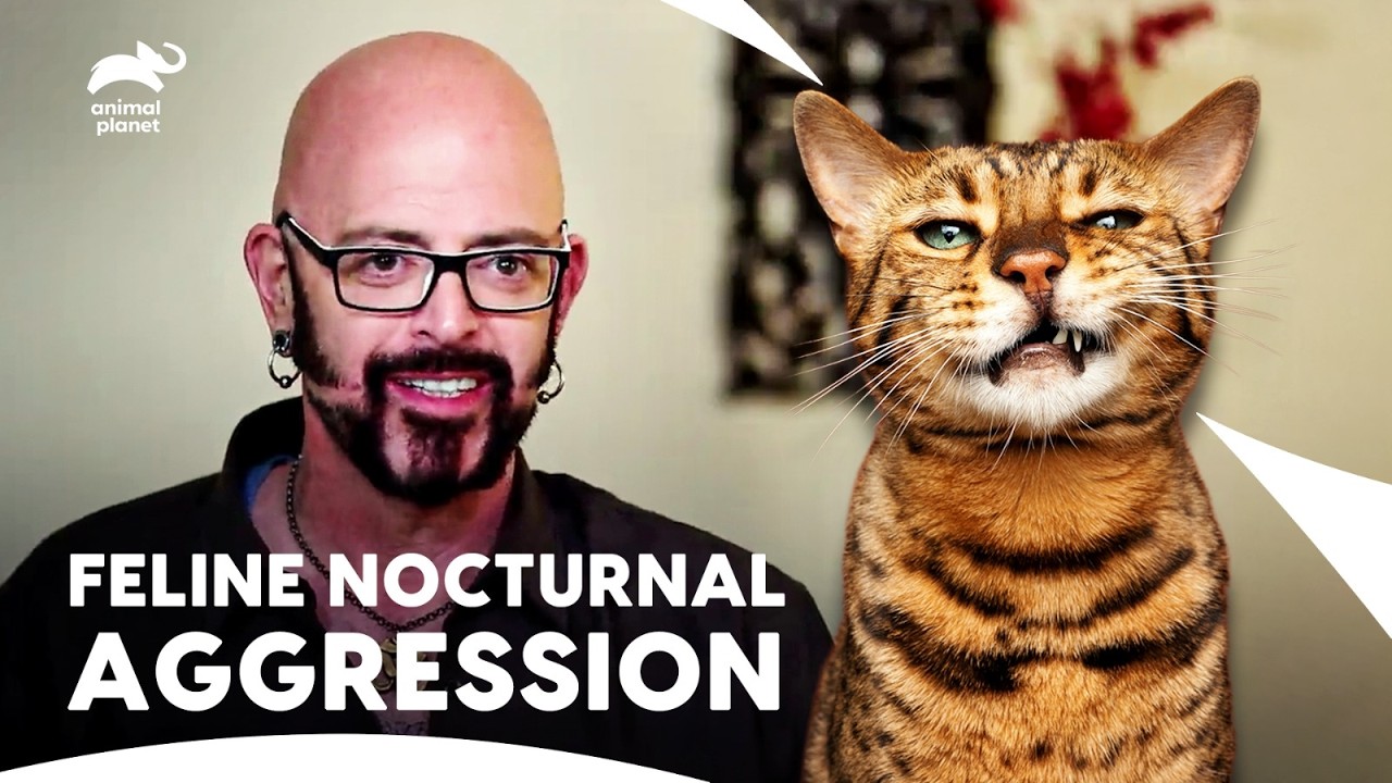 Good Kitty vs Gangster Kitties Inside the House | My Cat From Hell S8 E10,11,12 |Animal Planet India