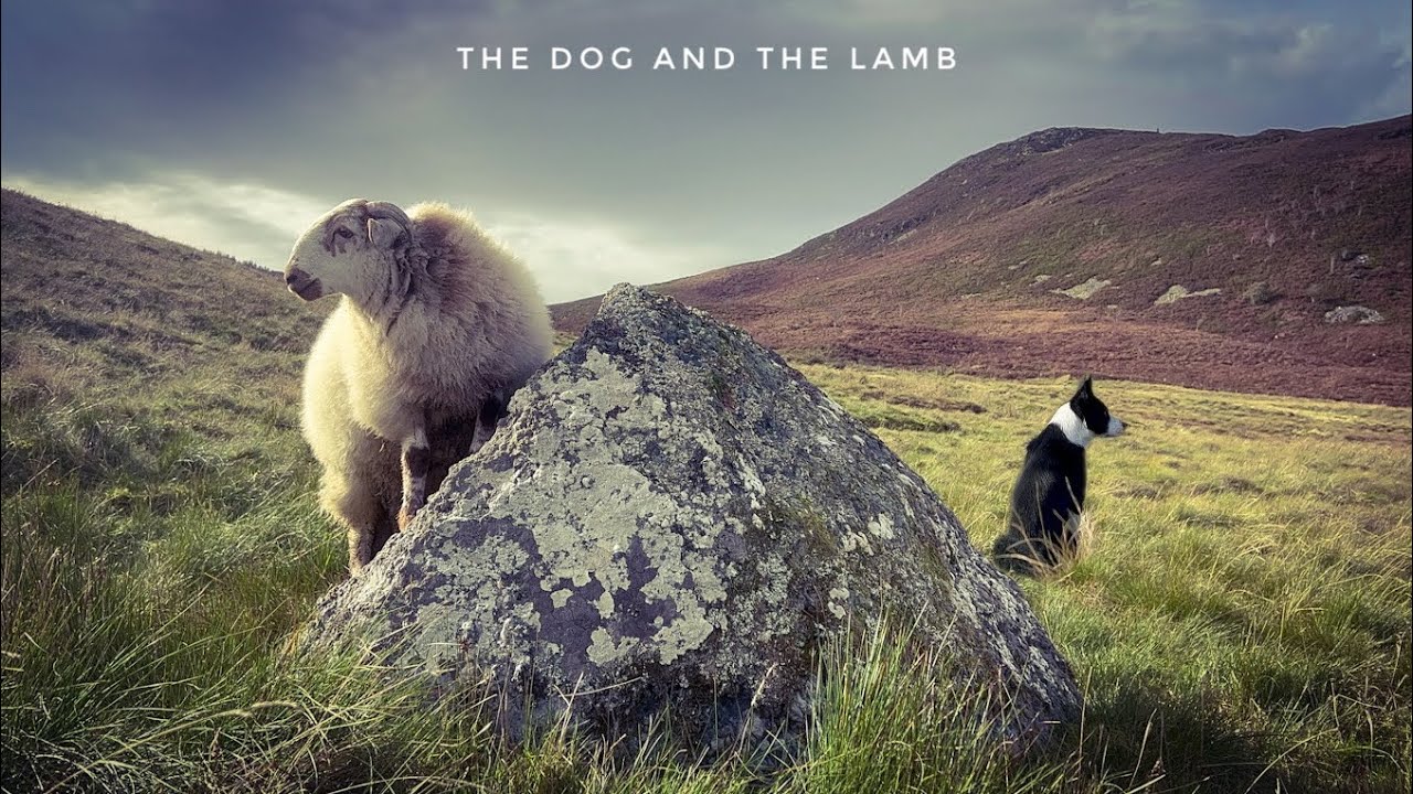 The Dog And The Lamb