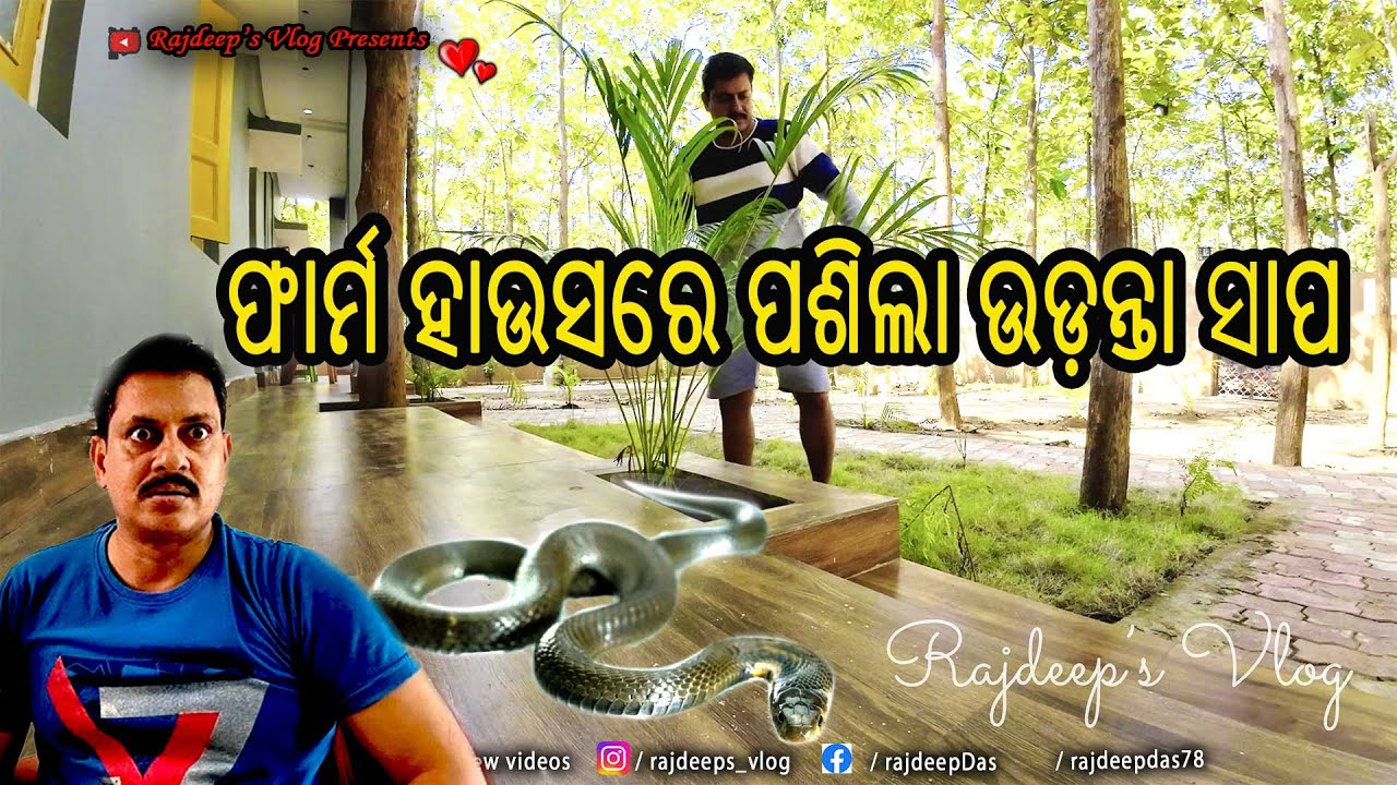 ଫାର୍ମ ହାଉସରେ ପଶିଲା ଉଡ଼ନ୍ତା ସାପ  | Rajdeep's Vlog - 232