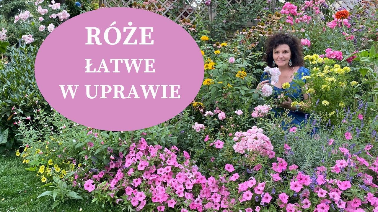 Jak wybrać najlepsze ODMIANY RÓŻ kwitnące całe lato - zdrowe, odporne róże dla początkujących