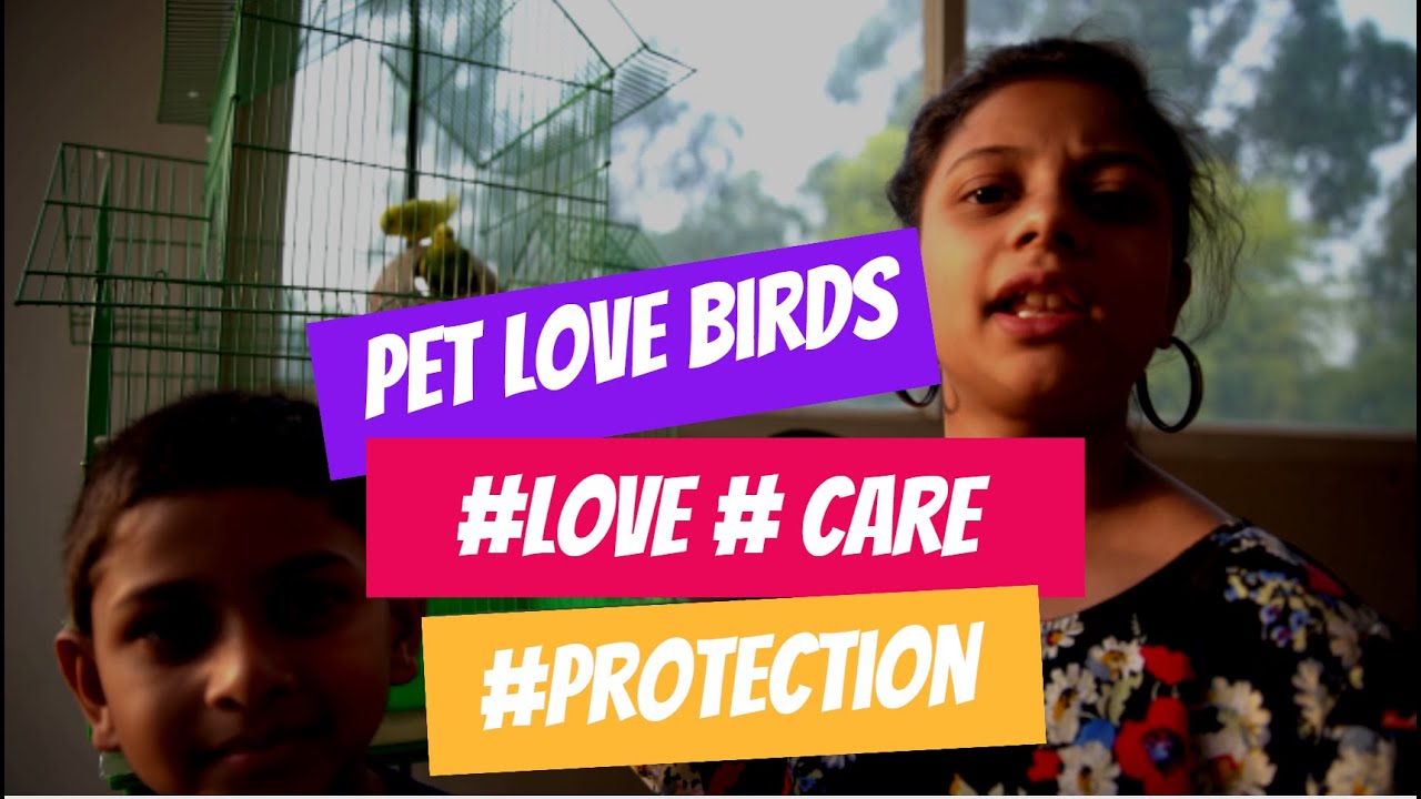 How to #Love#care#Protect pet birds | Pet Love Birds | Based on true story!