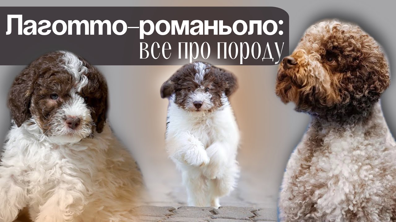 Лаготто-романьоло: все про породу