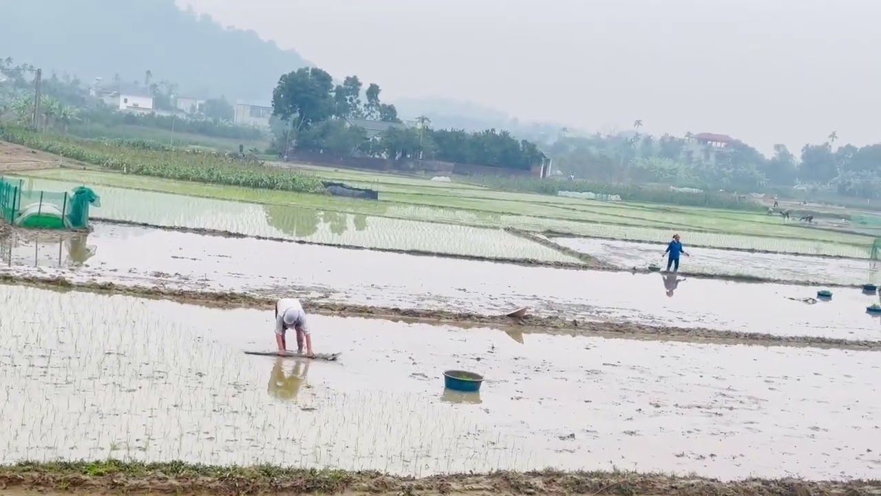 Vụ cấy quê - tập 1: Theo Mẹ ra đồng, lần bị đỉa cắn 👀