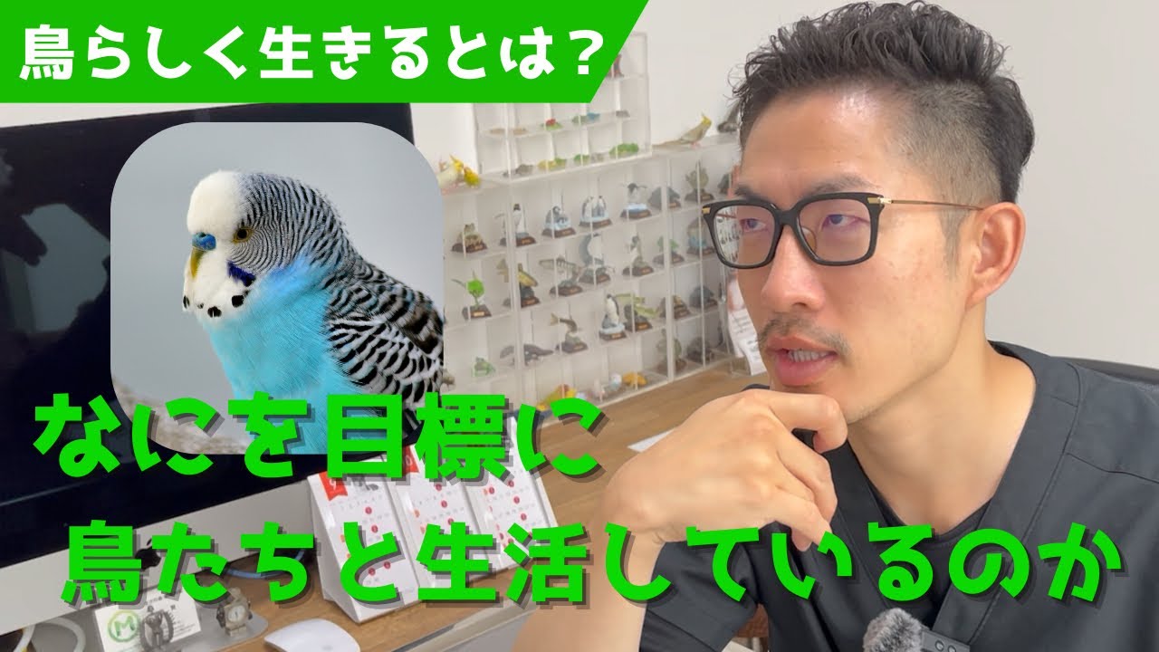 【質問コーナー】鳥は鳥らしく飼ったほうが長生きする？生後7ヶ月でも卵を産む？セキセイインコがたくさん餌を食べても体重が増えないのは異常？卵を産んでも抱卵期に入りませんなどにお答えしました！