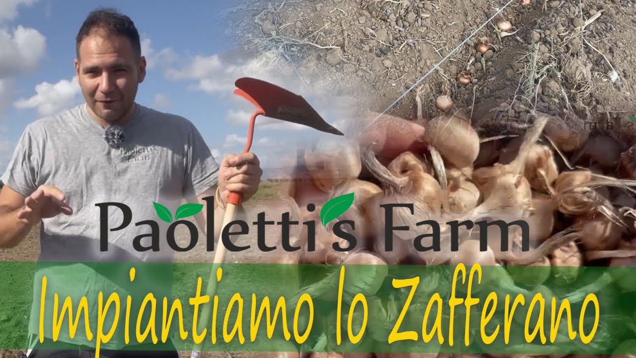 Come Coltivare lo Zafferano