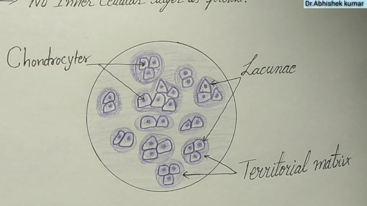Histology of Hyaline Cartilage