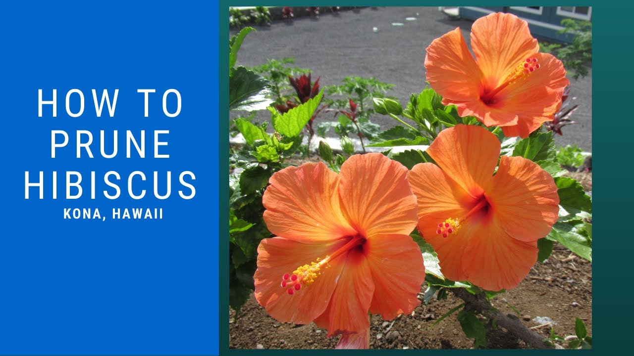 How to Prune Hibiscus - Pruning stimulates growth!