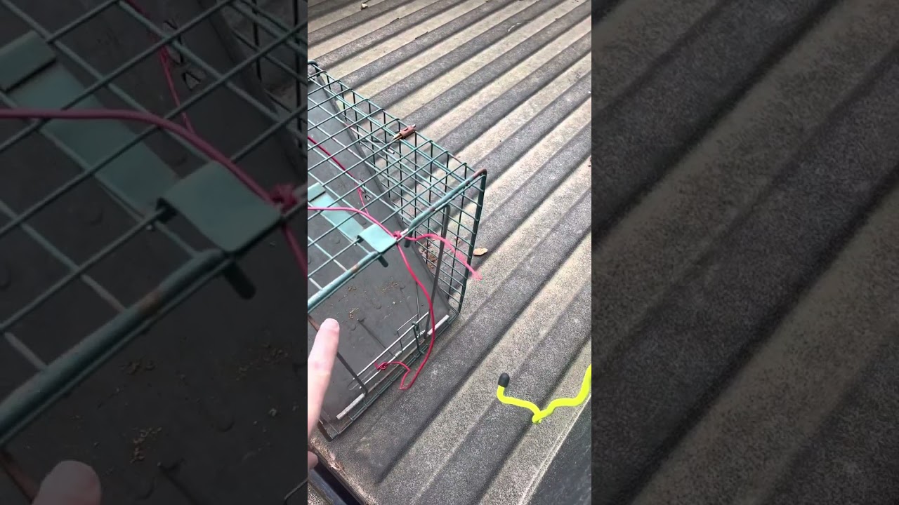 How To Release A Raccoon From A Live Trap