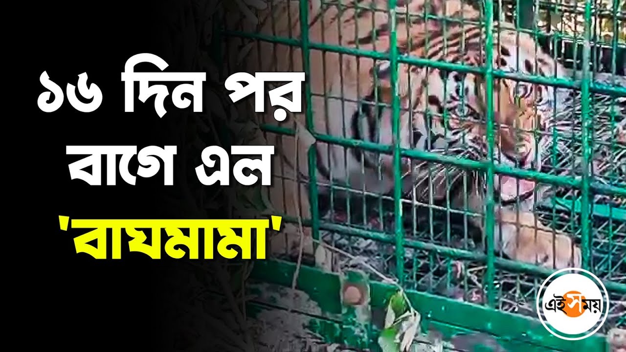 ১৬ দিন পর বাগে এল 'বাঘমামা'! | Royal Bengal Tiger | | Raidighi | Ei Samay