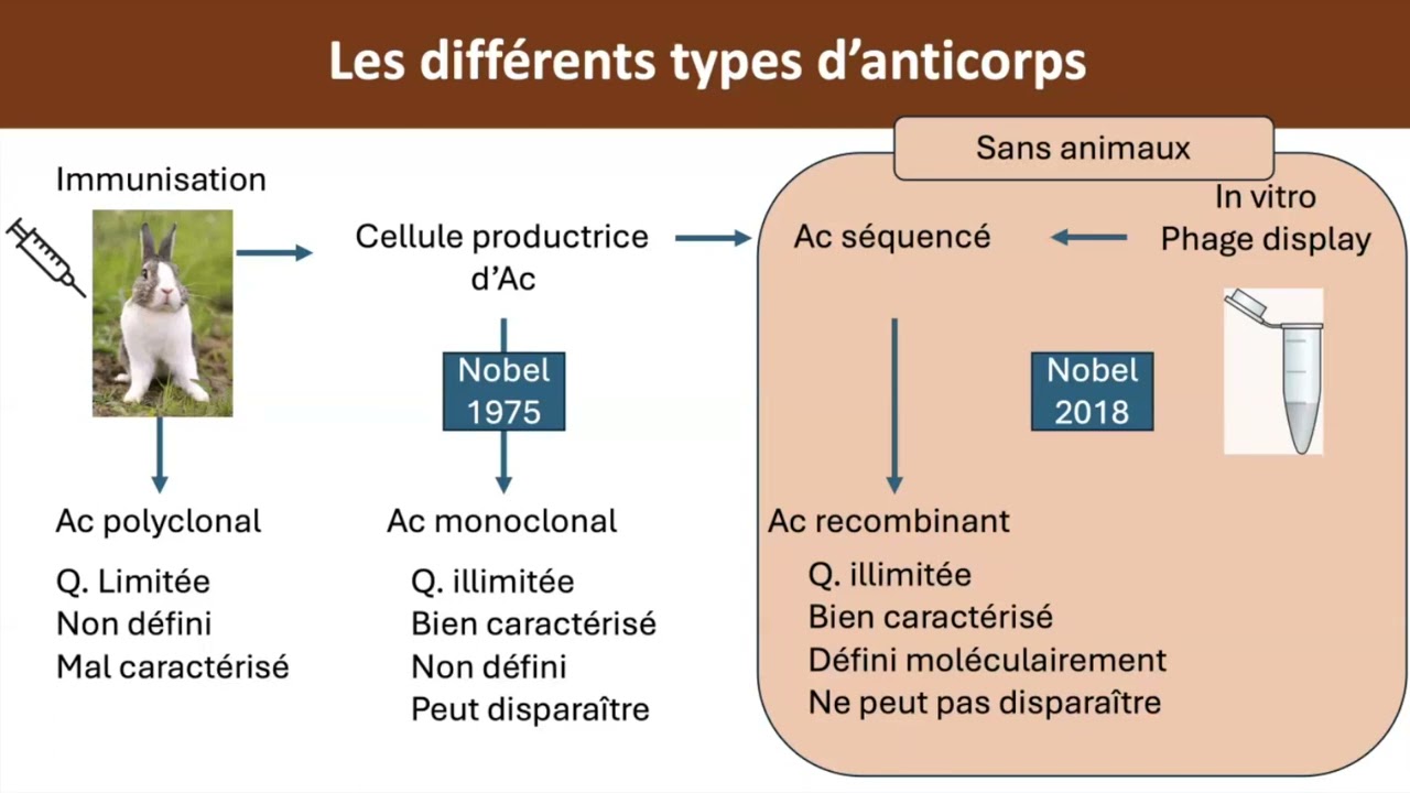 Anticorps recombinants