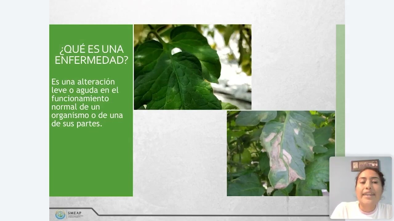 Manejo Integrado de Plagas en Hortalizas | Con Liseth Fuentes