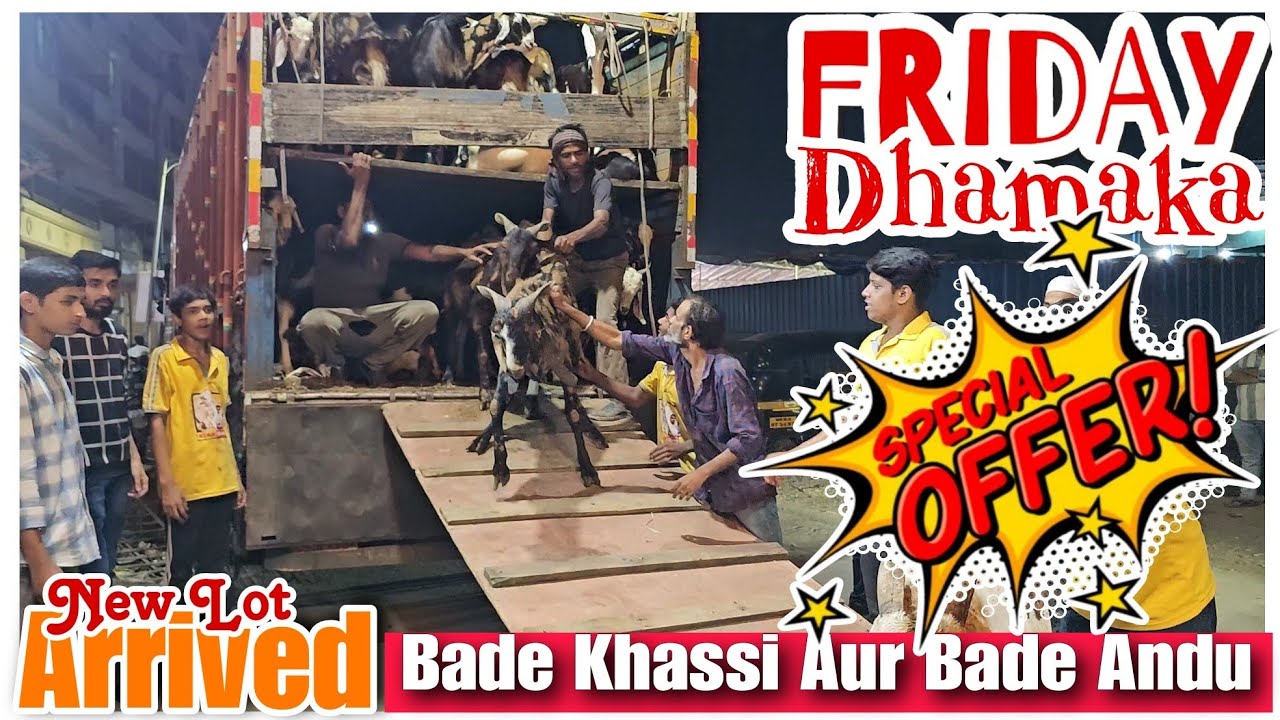 Qurbani ke Bade Bakre Aagaye STAR Goats FARM Asif STD 88798 09944 Mumbra Mumbai