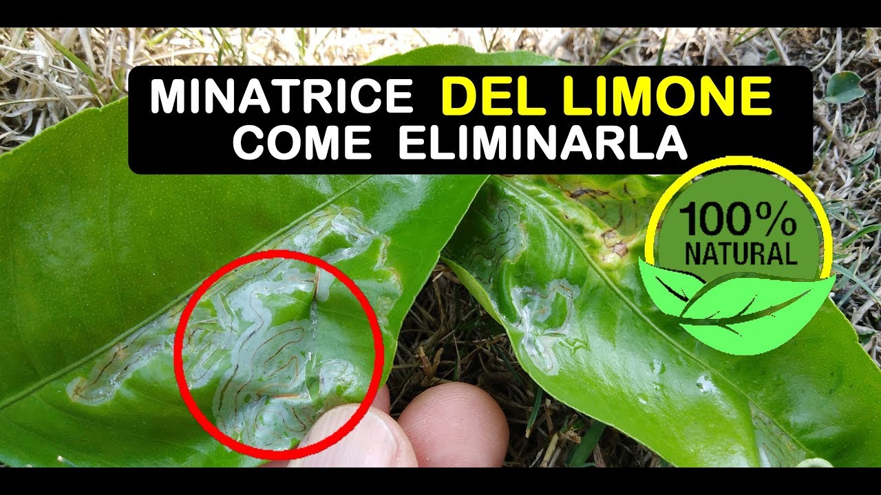 MINATRICE DEL LIMONE COME ELIMINARLA