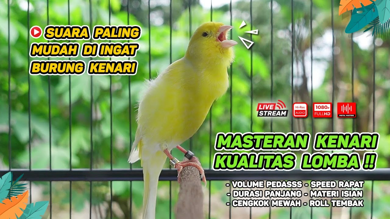 Kenari GACOR‼️ COCOK untuk Masteran Kenari PAUD dan Pancingan Kenari MACET BUNYI ( EPISODE 248 )