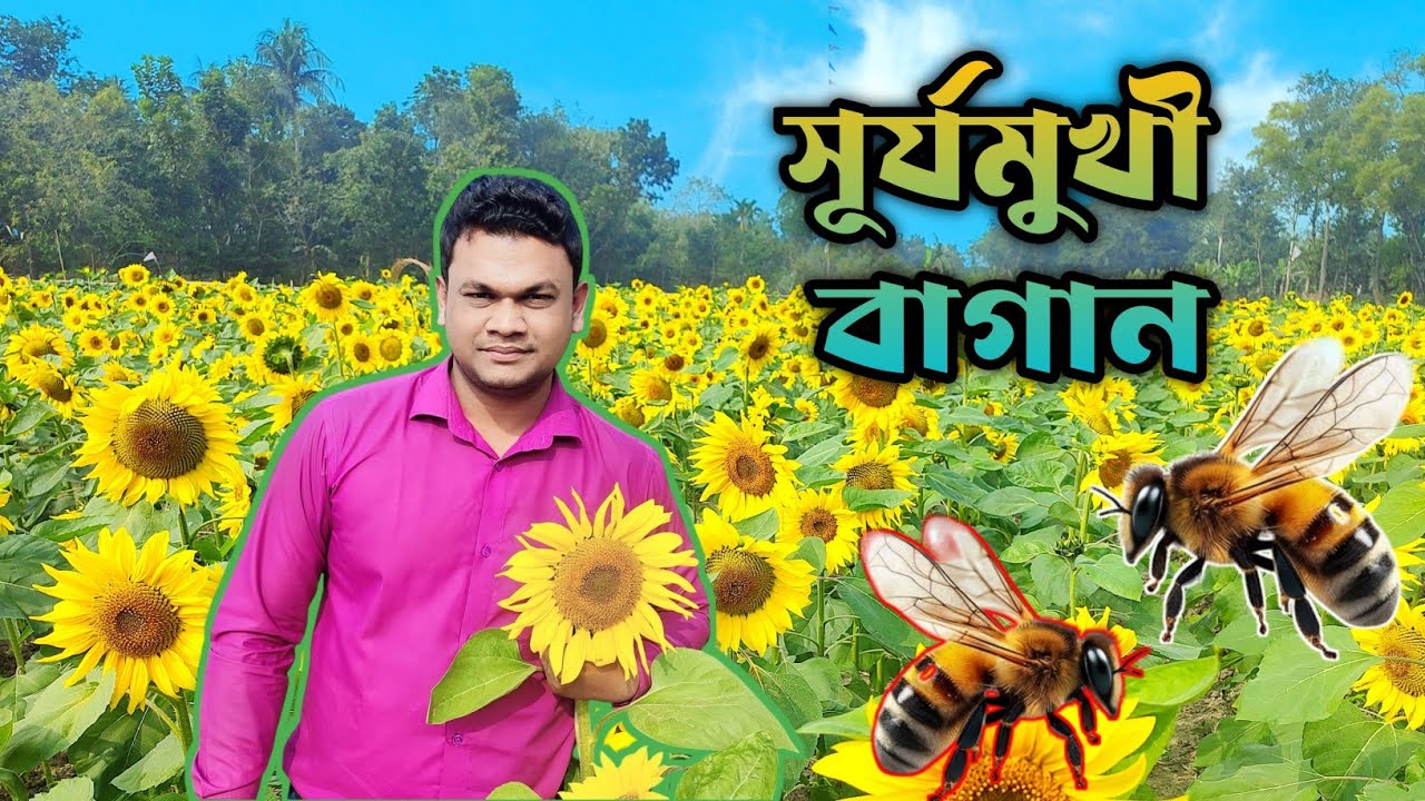 গাজীপুরের সবচেয়ে বড় সূর্যমুখী ফুলের বাগান | Sunflower garden Gazipur | Sunflower bd 🥰