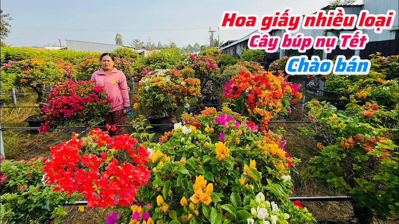 Hoa giấy nhiều loại cây đang búp nụ hàng chuẩn Tết..20/01😘📲 0703.236.412.Cúc-Phan