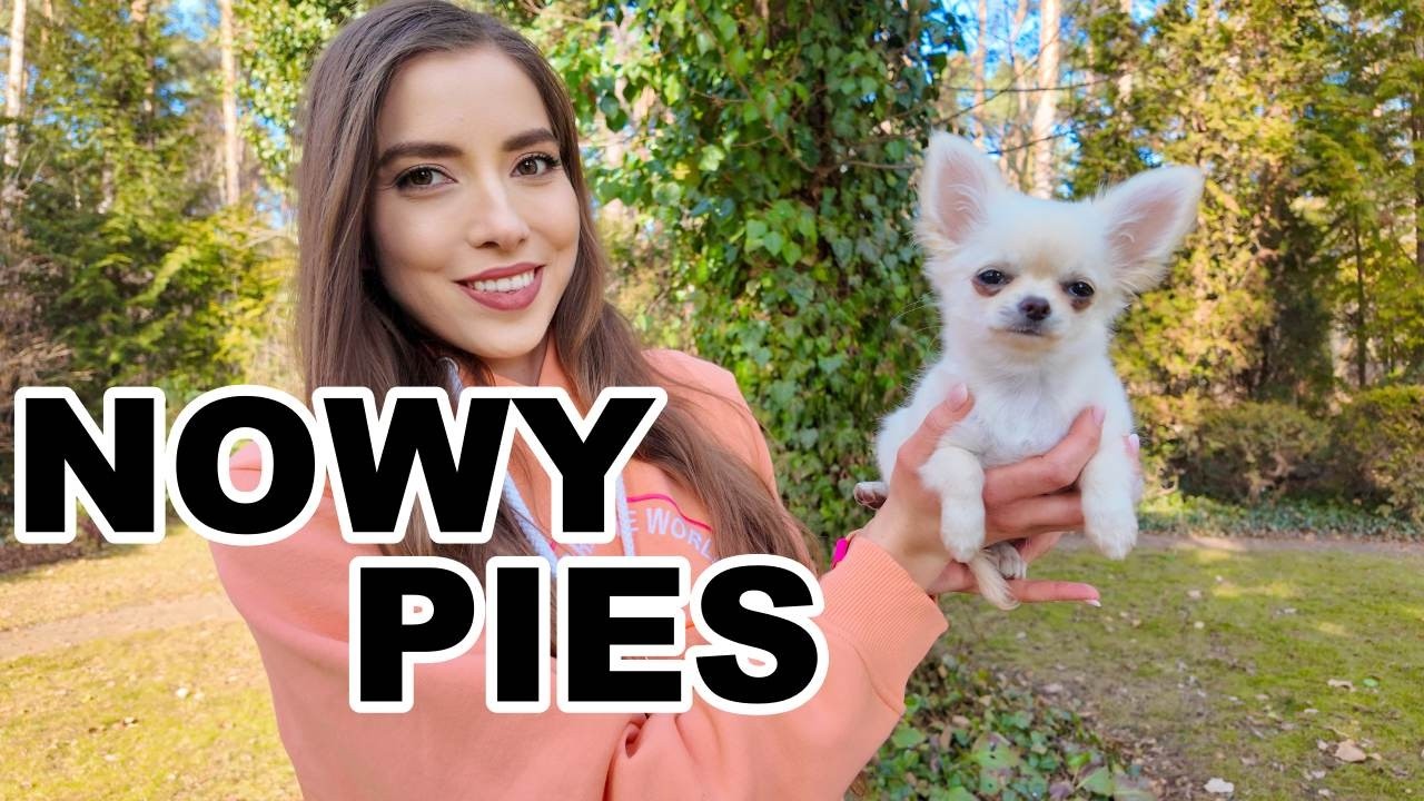 Znowu kolejny pies?! Poleciałam po szczeniaczka chihuahua