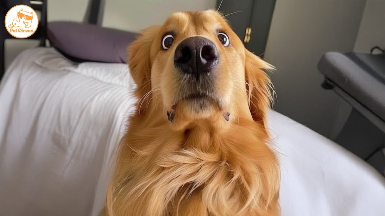 Funny ANIMALS Videos 🤣 Hilarious Cats & Dogs Doing the Funniest Things! 🐾😆 Part 79