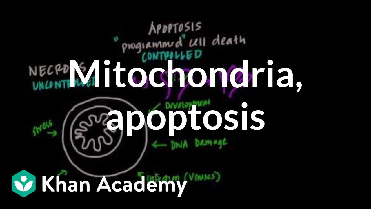Mitochondria, apoptosis, and oxidative stress | Cells | MCAT | Khan Academy