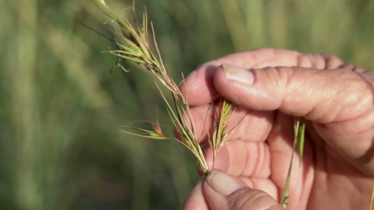 Identifying Kangaroo grass (Themeda australis) with Dr Judi Earl