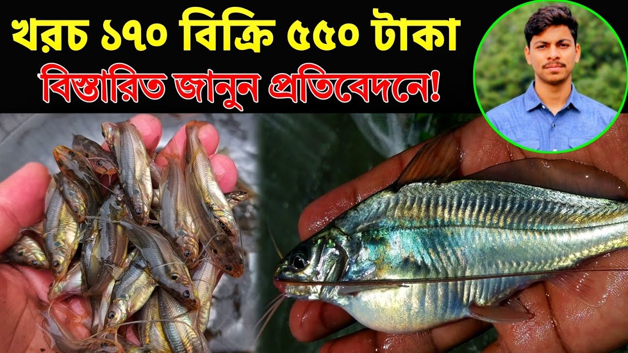 খরচ ১৭০ বিক্রি ৫৫০ টাকা দেশি গুলশা মাছ।যোগাযোগ-01710223754