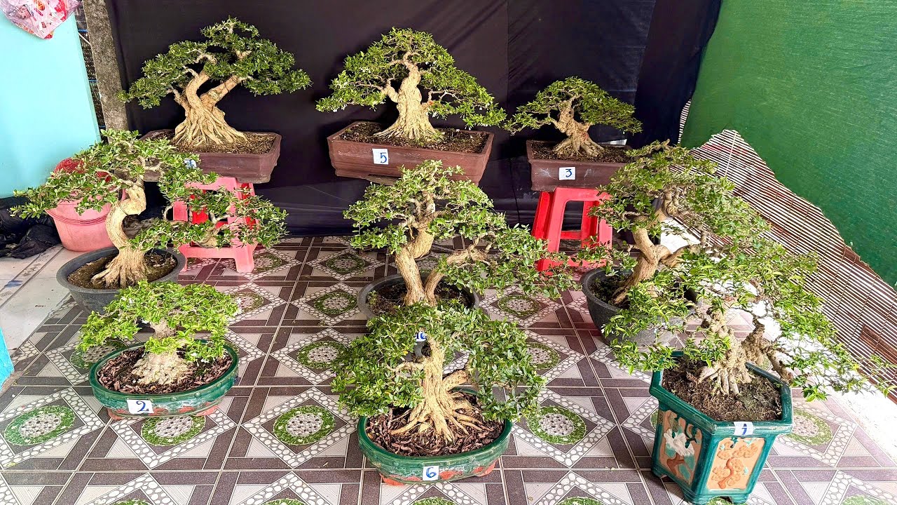 Mai Chiếu Thủy Nu Gò Công, Linh Sam SH bonsai thành phẩm (chào bán 7/3) Thành Tài