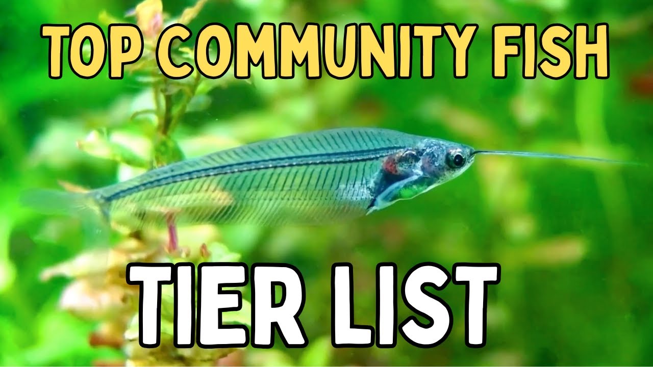 35 Peaceful Community Fish Ranked (From 'Meh' to Must-Have)