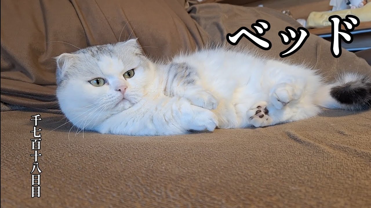 ベッド　こねこ成長日記　千七百十八日目