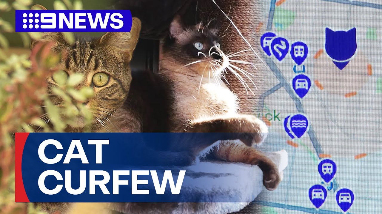 Campaign to stop cats roaming Melbourne streets | 9 News Australia