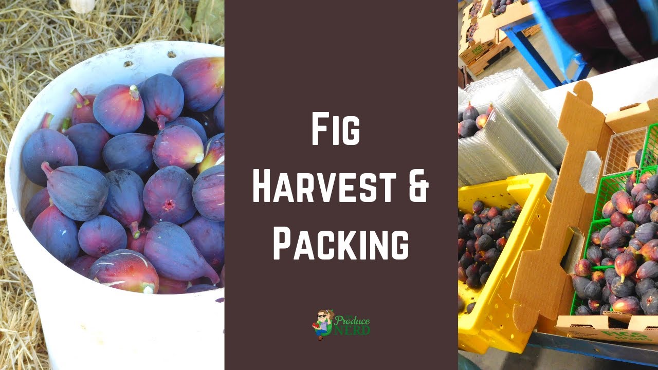 Fresh Fig Harvest & Packing (in California)