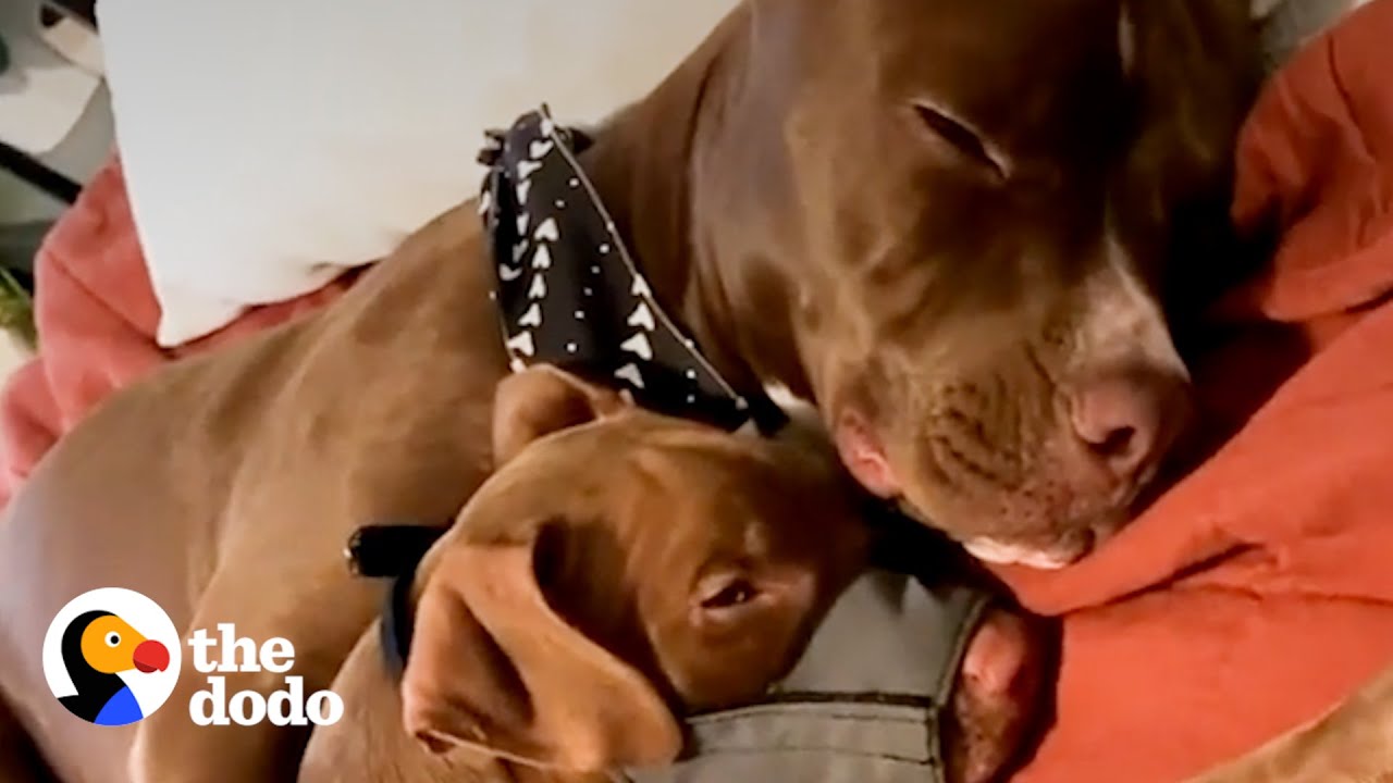 Питти умоляет маму оставить щенка Питти вдвое меньше его | The Dodo Pittie Nation