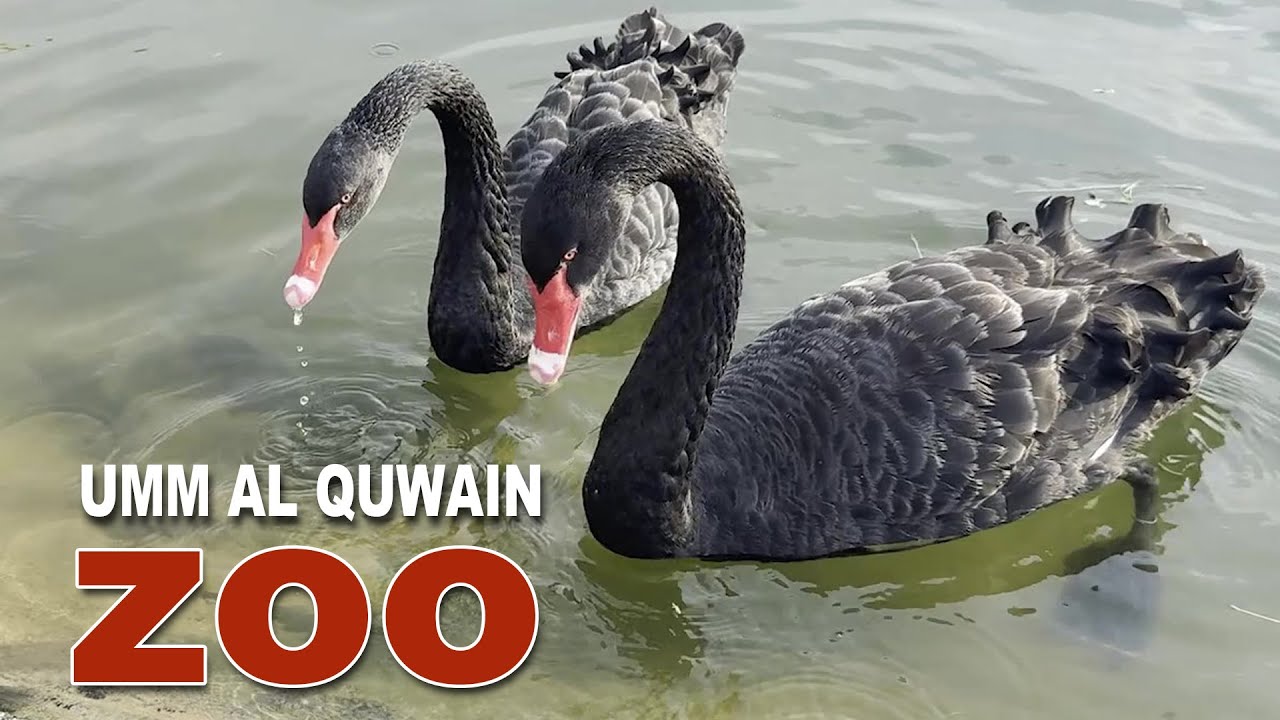 Umm Al Quwain Zoo Park Visit | UAE | GeoWorld | Part 2