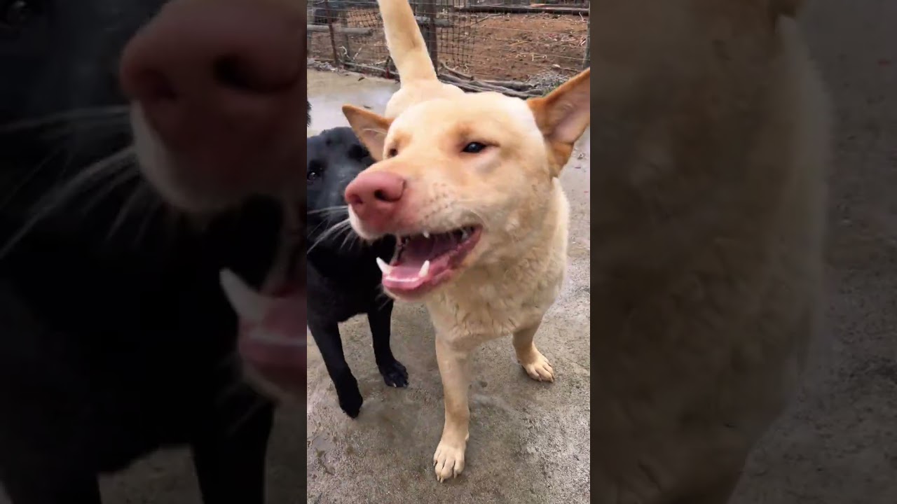 Meet the Newcomers in Our Chinese Village - Dog Lovers Unite