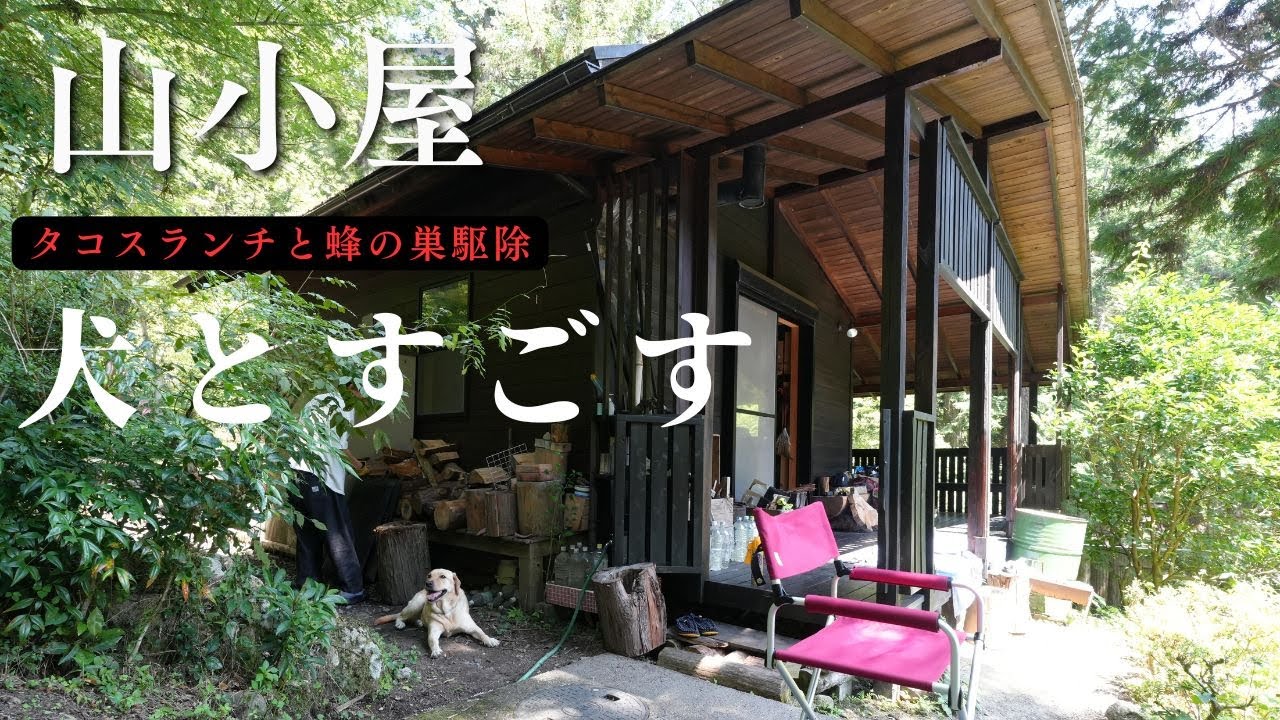 犬と山小屋の休日｜暑い日の川散歩とタコス、蜂の巣退治もありました#ラブラドール #タコス #tacos #アウトドア  #dog  #犬のいる生活 #山小屋