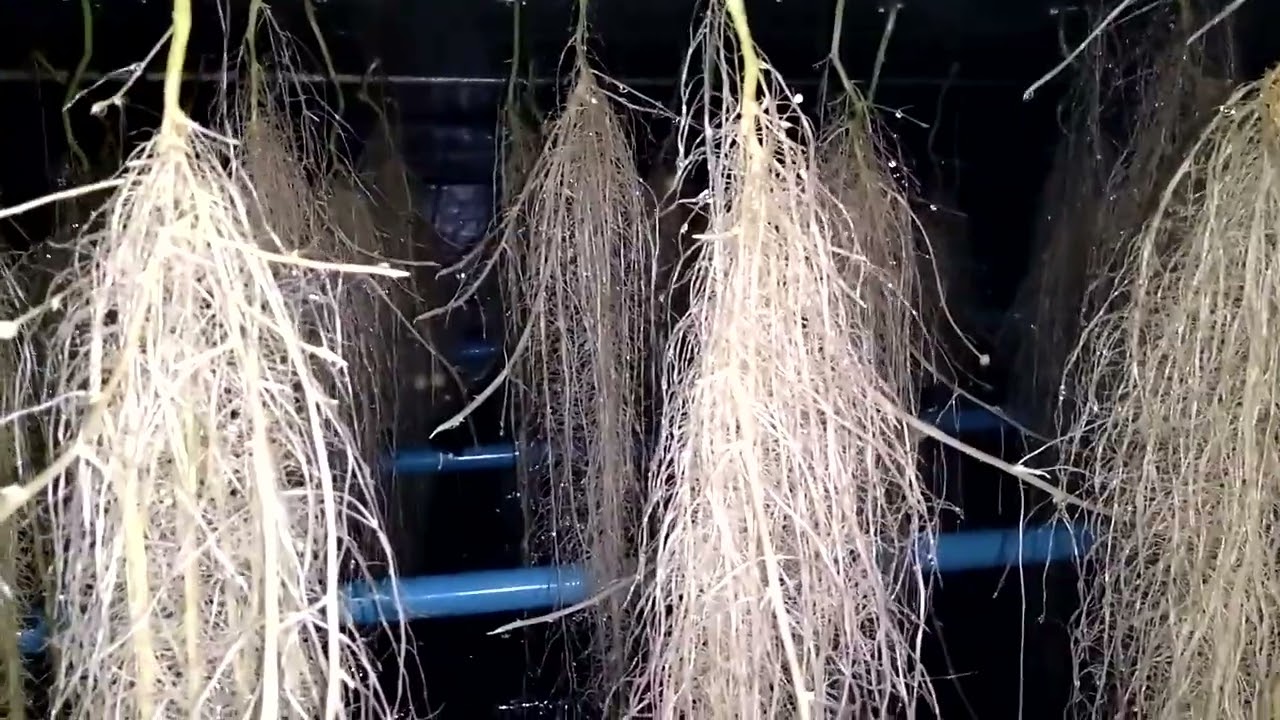 Produ&ccedil;&atilde;o de Batata em Aeroponia.  Aeroponic  Potato ( 2017).
